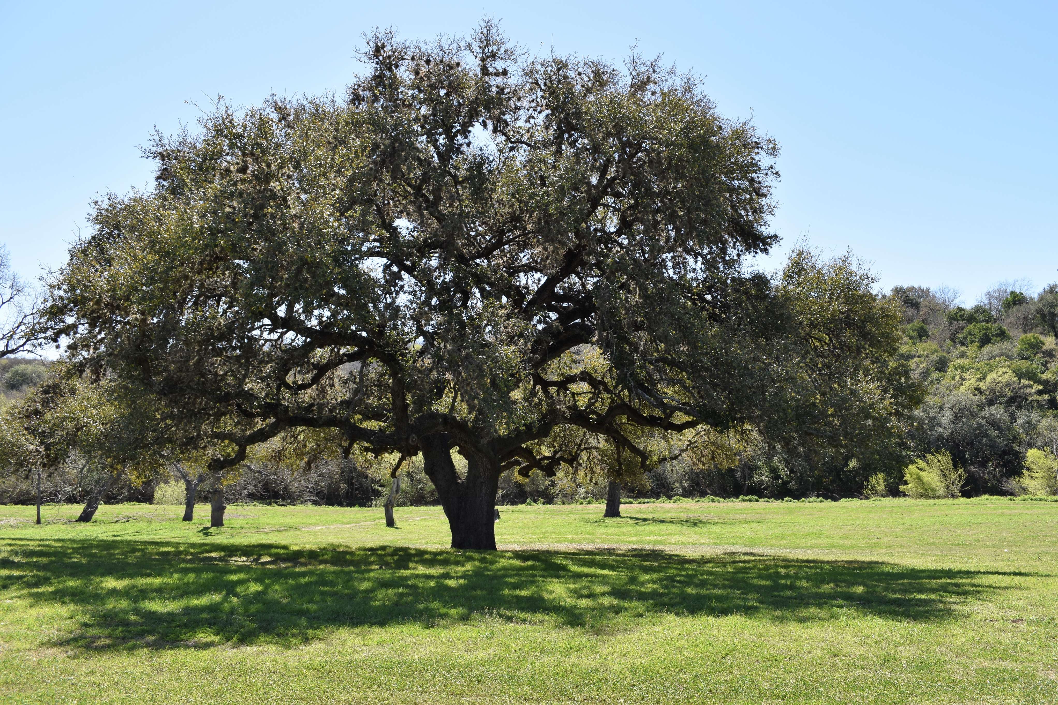 Native trees of south deals texas